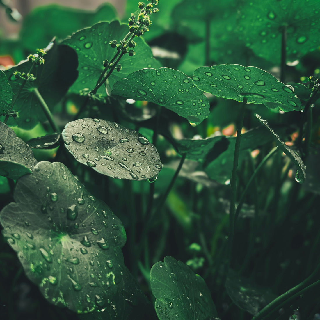 Centella Asiatica: Calm Without Heaviness